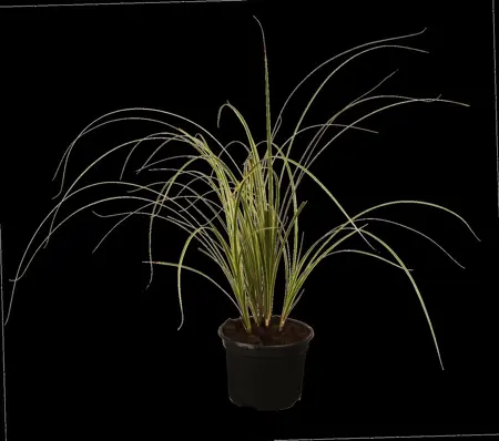 Carex brunnea - 2 Ltr pot - image 2