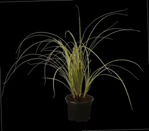 Carex brunnea - 2 Ltr pot - image 2