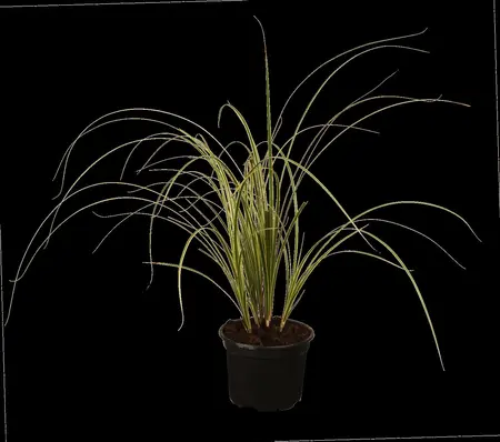 Carex brunnea - P9 - image 2