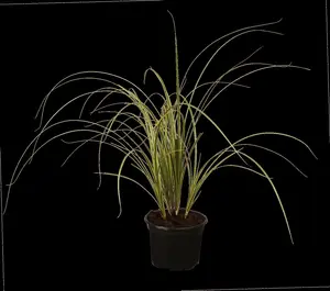 Carex brunnea - P9 - image 2