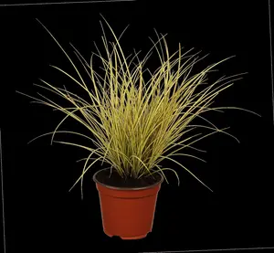 Carex brunnea