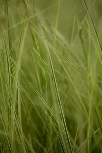 Carex brunnea 'Jubilo'?