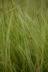 Carex brunnea 'Jubilo'? - P10.5