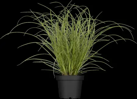 Carex brunnea 'Jubilo'? - P8 - image 2