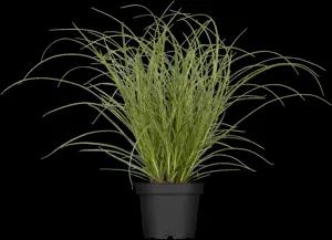 Carex brunnea 'Jubilo'? - P12 - image 2