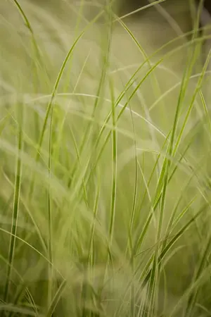 Carex brunnea 'Variegata' - P8 - image 2