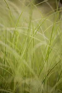 Carex brunnea 'Variegata' - P8 - image 2