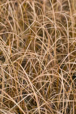 Carex buchananii - 1.5 Ltr pot - image 3