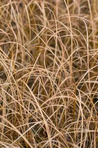 Carex buchananii - 1.5 Ltr pot - image 3