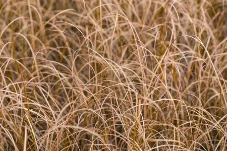 Carex buchananii - 1.5 Ltr pot - image 2