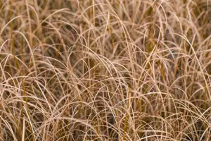 Carex buchananii - 1.5 Ltr pot - image 2