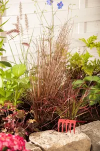 Carex buchananii 'Red Rooster' - P9