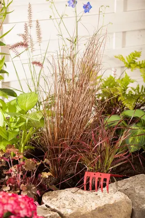 Carex buchananii 'Red Rooster' - 2 Ltr pot