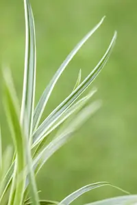 Carex caryoph. 'The Beatles'