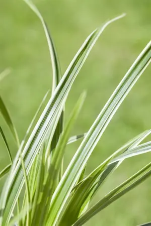 Carex caryoph. 'The Beatles' - P9 - image 2