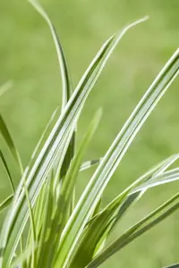 Carex caryoph. 'The Beatles' - P9 - image 2