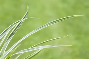 Carex caryoph. 'The Beatles' - 2 Ltr pot - image 4