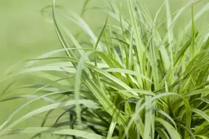 Carex caryoph. 'The Beatles' - P9 - image 3