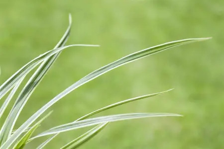Carex caryoph. 'The Beatles' - P9 - image 4