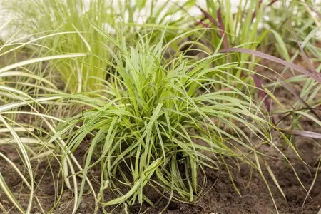 Carex caryoph. 'The Beatles' - P9 - image 5