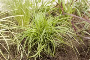 Carex caryoph. 'The Beatles' - P9 - image 5