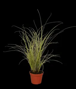 Carex 'China Blue'