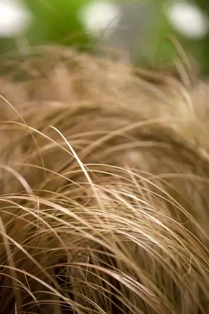 Carex com. 'Bronze Form' - 2 Ltr pot - image 1