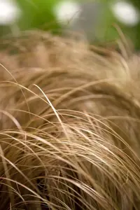 Carex com. 'Bronze Form'