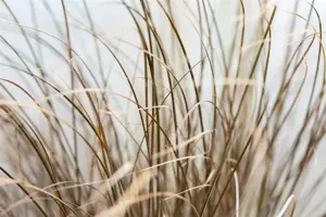 Carex com. 'Bronze Form' - 2 Ltr pot - image 2