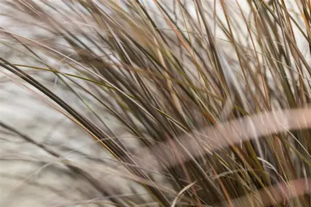 Carex com. 'Bronze Form' - 2 Ltr pot - image 3