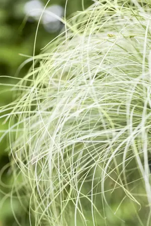 Carex comans 'Frosted Curls' - 2 Ltr pot - image 3