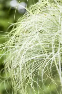 Carex comans 'Frosted Curls' - 2 Ltr pot - image 3