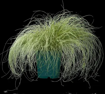 Carex comans 'Frosted Curls' - 2 Ltr pot - image 2