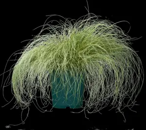 Carex comans 'Frosted Curls' - 2 Ltr pot - image 2