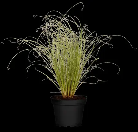 Carex comans 'Frosted Curls' - 5 Ltr pot - image 1