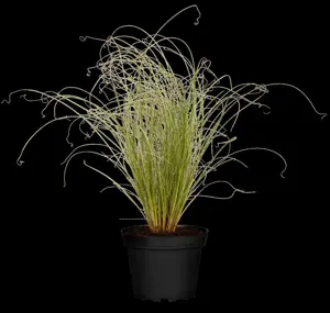 Carex comans 'Frosted Curls' - 5 Ltr pot - image 1