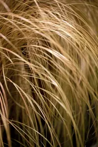 Carex comans 'Milk Chocolat'