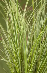 Carex conica 'Snowline'