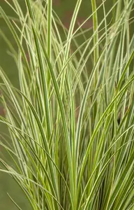 Carex conica 'Snowline' - P8