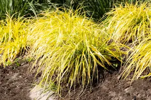 Carex elata 'Aurea'