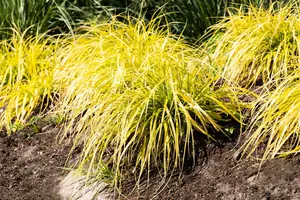 Carex elata 'Aurea'