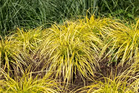 Carex elata 'Aurea' - 2 Ltr pot - image 2