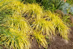Carex elata 'Aurea' - 2 Ltr pot - image 3