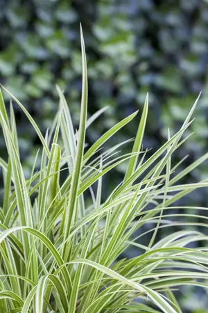 Carex 'Feather Falls' - P9