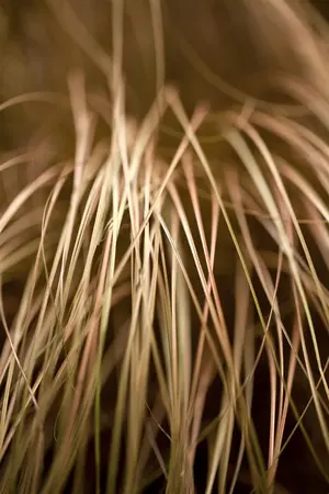 Carex flag. 'Kiwi' - 2 Ltr pot - image 1