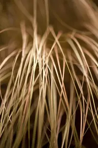 Carex flag. 'Kiwi' - 2 Ltr pot - image 1