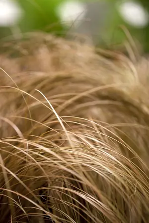 Carex flag. 'Kiwi' - 2 Ltr pot - image 2