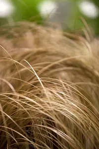 Carex flag. 'Kiwi' - 2 Ltr pot - image 2