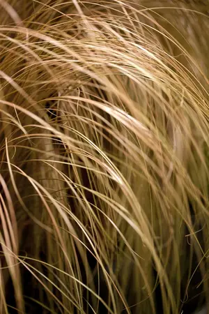 Carex flag. 'Kiwi' - 2 Ltr pot - image 3