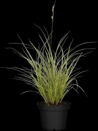 Carex 'Gold Fountains' - 2 Ltr pot - image 2